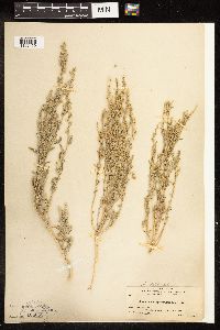 Chenopodium pratericola image