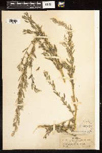 Chenopodium pratericola image