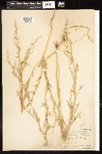 Chenopodium pratericola image