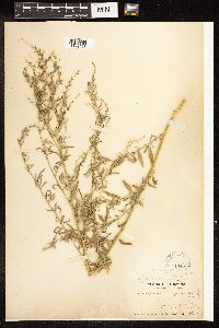 Chenopodium pratericola image