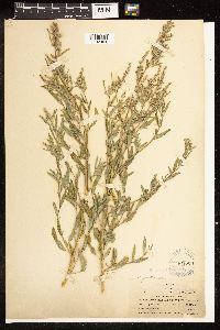 Chenopodium pratericola image