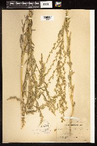 Chenopodium pratericola image