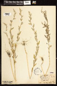 Chenopodium pratericola image