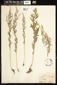 Chenopodium pratericola image