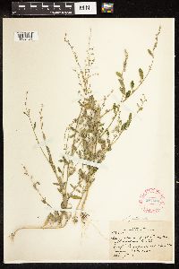 Chenopodium pratericola image