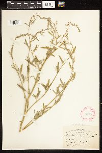 Chenopodium pratericola image