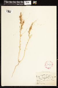 Chenopodium pratericola image