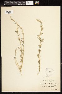 Chenopodium pratericola image