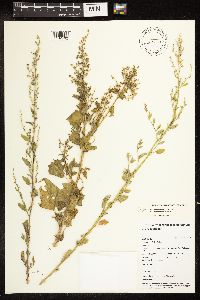 Chenopodium pratericola image