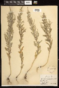Chenopodium pratericola image