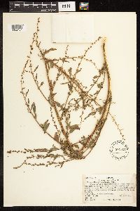 Chenopodium pratericola image
