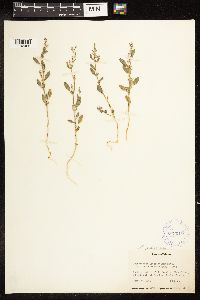 Chenopodium pratericola image