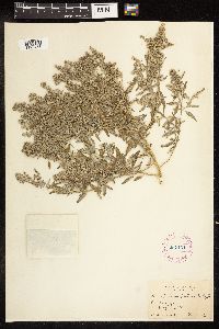 Chenopodium pratericola image