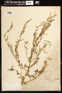 Chenopodium pratericola image