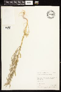 Chenopodium pratericola image