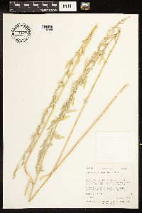 Chenopodium pratericola image