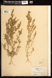 Chenopodium pratericola image
