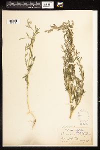 Chenopodium pratericola image