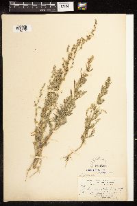 Chenopodium pratericola image
