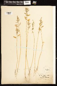 Chenopodium pratericola image