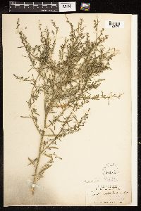 Chenopodium pratericola image