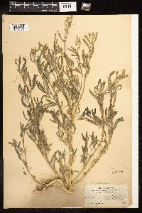Chenopodium pratericola image