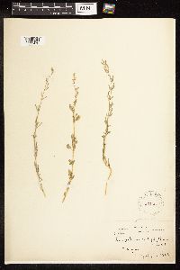 Chenopodium pratericola image
