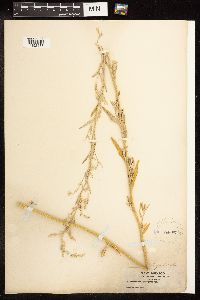 Chenopodium pratericola image
