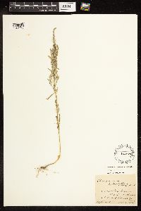 Chenopodium pratericola image
