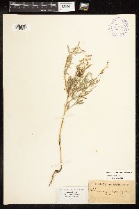 Chenopodium pratericola image