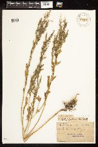 Chenopodium pratericola image