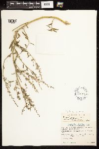 Chenopodium pratericola image