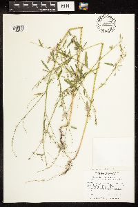 Chenopodium pratericola image