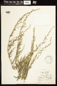Chenopodium pratericola image