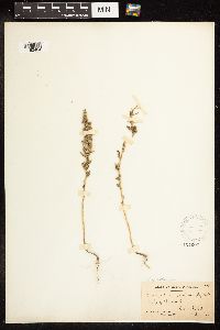 Chenopodium pratericola image