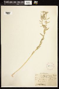 Chenopodium pratericola image