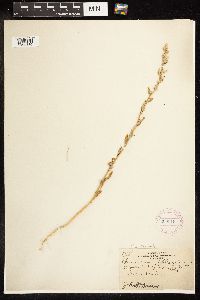 Chenopodium pratericola image