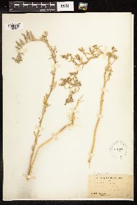 Chenopodium pratericola image