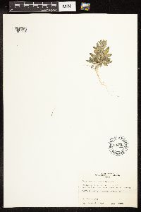 Chenopodium pratericola image