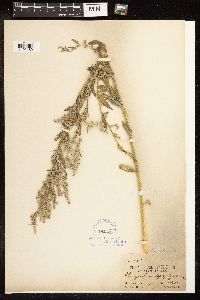 Chenopodium pratericola image