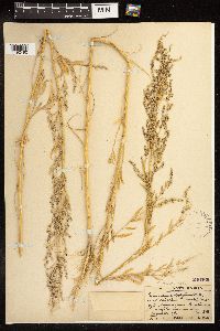 Chenopodium pratericola image