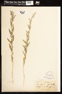 Chenopodium pratericola image