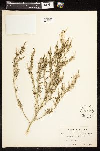 Chenopodium pratericola image