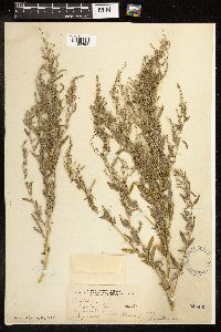Chenopodium pratericola image