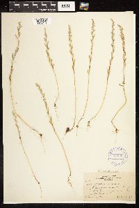 Chenopodium pratericola image