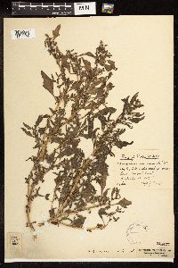 Chenopodium rubrum image