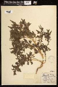 Chenopodium rubrum image