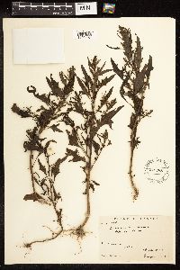Chenopodium rubrum image