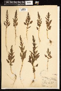 Chenopodium rubrum image