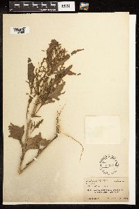 Chenopodium rubrum image